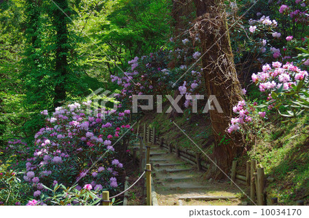 Road of Ishigusa flower (diagonally) Road of Ishigusa flower (diagonally) 10034170