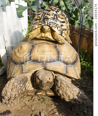 Kuzume Land和Hiyumon Land Turtle Kuzume Land和Hiyumon Land Turtle 10034174