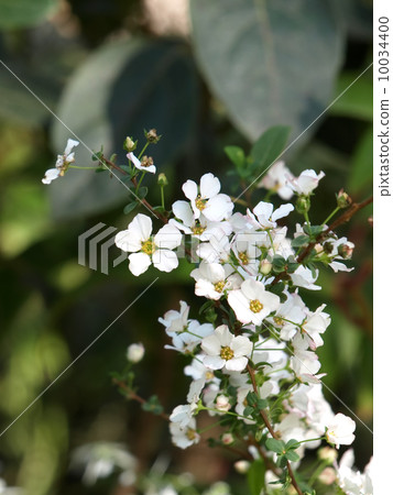 繡線 繡線 10034400