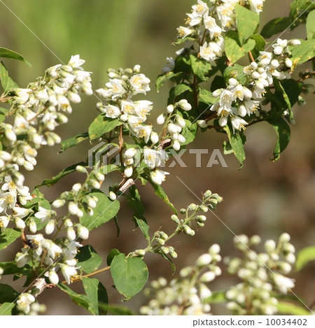 Utagi Utagi 10034402