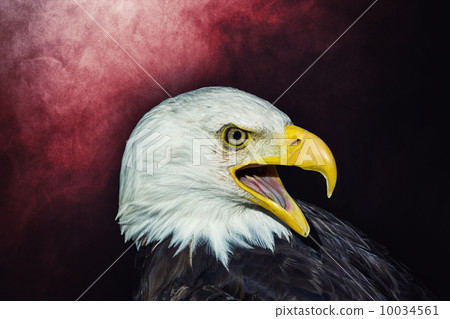 American bald eagle American bald eagle 10034561