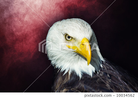 American bald eagle 10034562