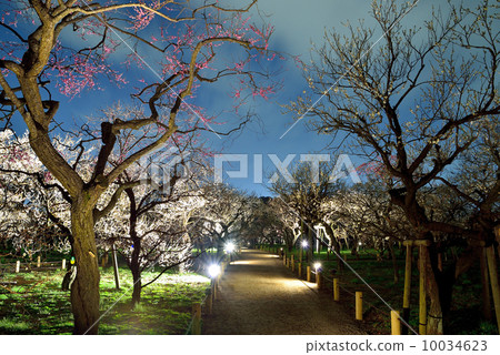 Light plants of Kairakuen's plum blossoms Light plants of Kairakuen's plum blossoms 10034623