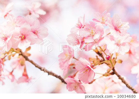 河津櫻花盛開 河津櫻花盛開 10034680