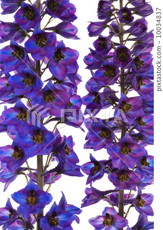 Beautiful blue flower 10034837