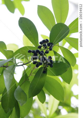 Ceylon Manjou Ceylon Manjou 10034912