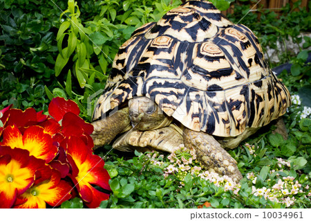 Hyouton land turtle 10034961