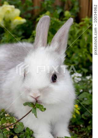 Rabbit  10034962
