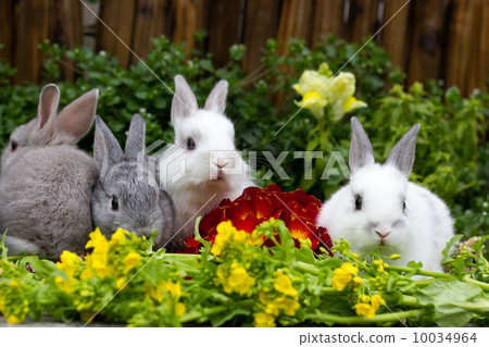 Usagi Netherland Dwarf 10034964