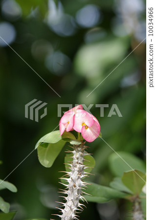 Hanakilin Hanakilin 10034966