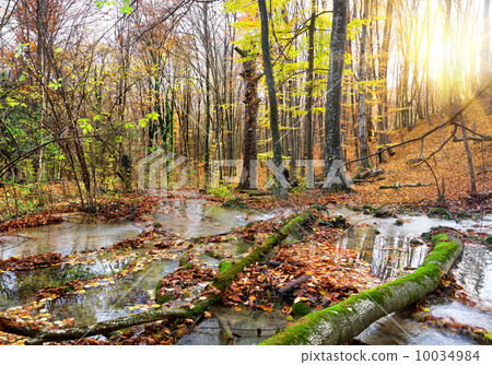 Cascade river in a forest Cascade river in a forest 10034984