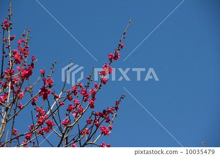 戶外春天 10035479