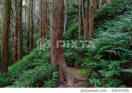 Vladius社區 10035480