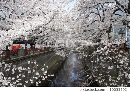 Cherry blossom rows on the Meguro River Cherry blossom rows on the Meguro River 10035592