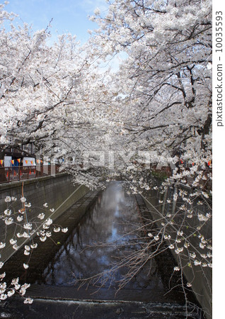 Cherry blossom rows on the Meguro River Cherry blossom rows on the Meguro River 10035593