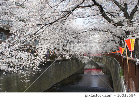 Cherry blossom rows on the Meguro River Cherry blossom rows on the Meguro River 10035594