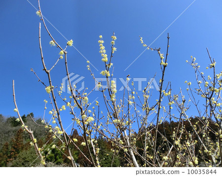 青梅市於梅公園的日本五香粉 10035844