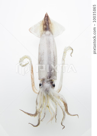 魷魚 10035865