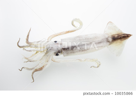 魷魚 10035866