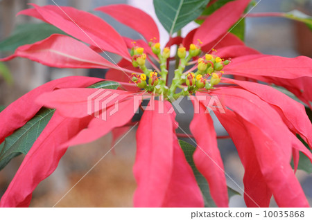 Poinsettia 10035868