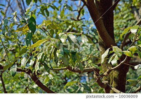 Tree · Arakashi Fagaceae 10036009