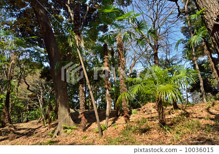 Koishikawa Korakuen·灌木樹上升的Kiso山 10036015