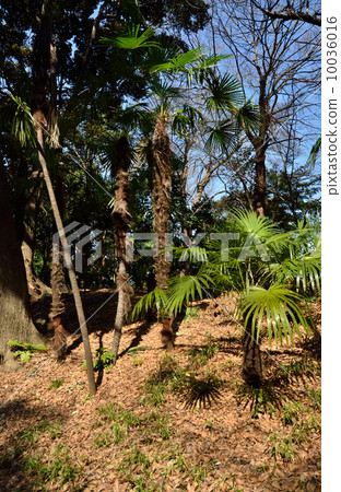 Koishikawa Korakuen·灌木樹上升的Kiso山 10036016