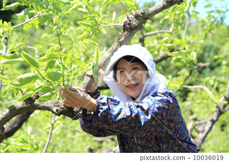 柿子Wakaba檢查 10036019