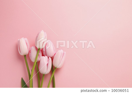 Tulip Tulip 10036051