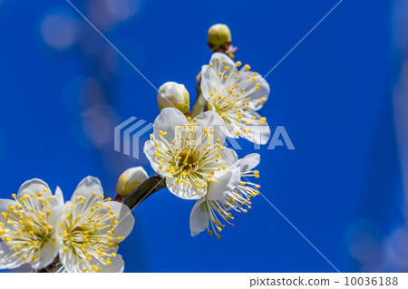 Plum blossom Plum blossom 10036188