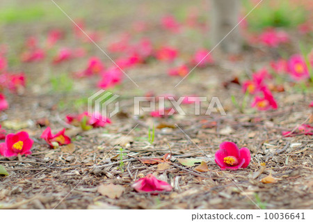 落在地上的山茶花 落在地上的山茶花 10036641