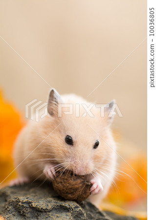 Kinkama hamster eating onigirumi 10036805