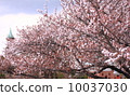 Cherry Blossoms   10037030