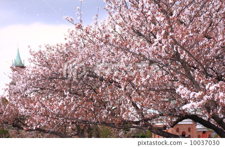 Cherry Blossoms   10037030