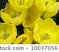 Tulip 10037056