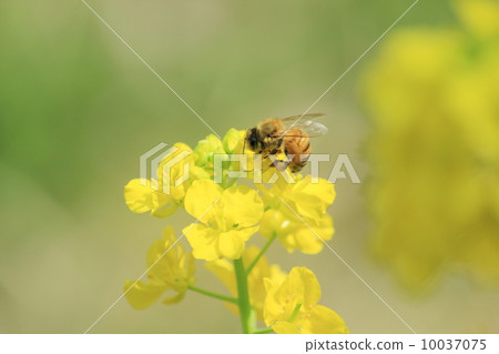 Rape flowers and honey bees 10037075
