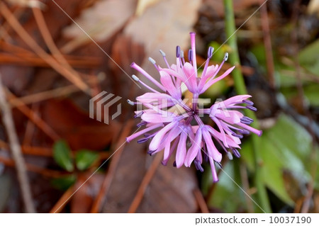 Bamboo hakama 10037190