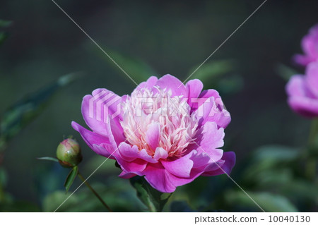 如果它站立,牡丹根···品種看 如果它站立,牡丹根···品種看 10040130