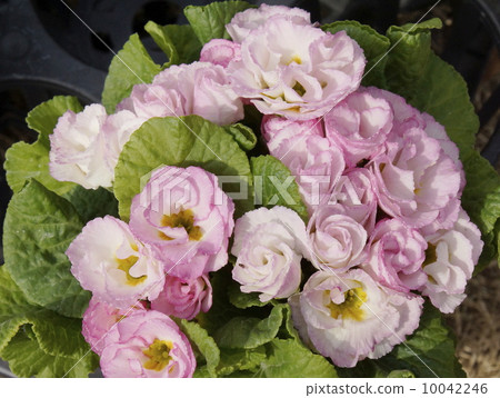 Primula Julien 10 10042246