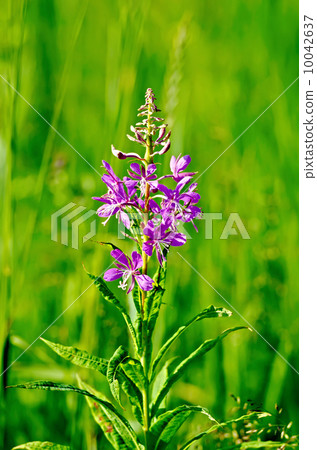 Fireweed on meadow 10042637