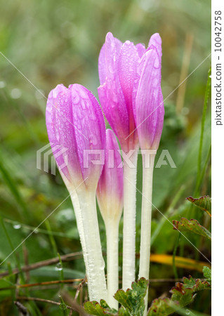 Flower 10042758