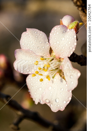 Flower 10042764