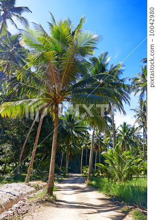 Coconut palm trees Coconut palm trees 10042980