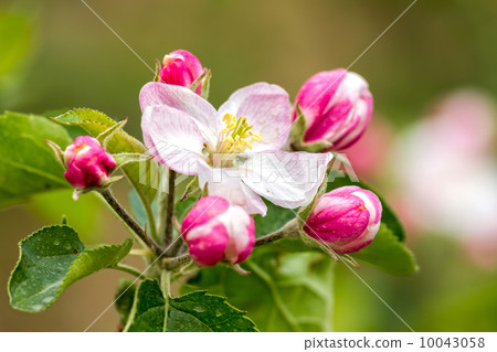 Beautiful apple flower Beautiful apple flower 10043058