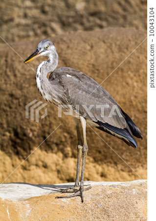 Gray heron Gray heron 10043104