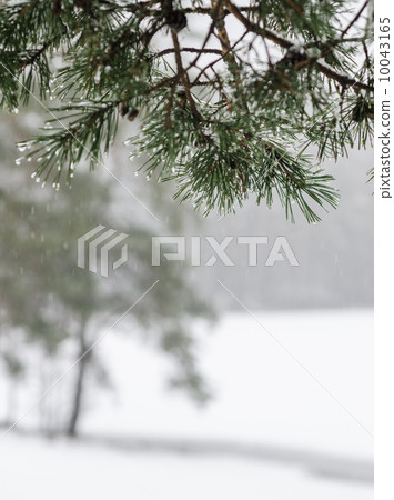 Branch of a pine with drops of water. Winter snow day Branch of a pine with drops of water. Winter snow day 10043165