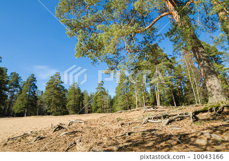 Spring landscape in a Baltic wood Spring landscape in a Baltic wood 10043166