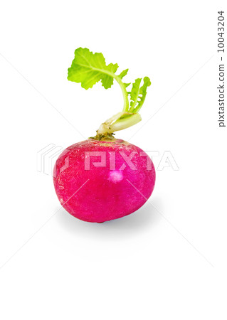 Radishes with leaf 10043204