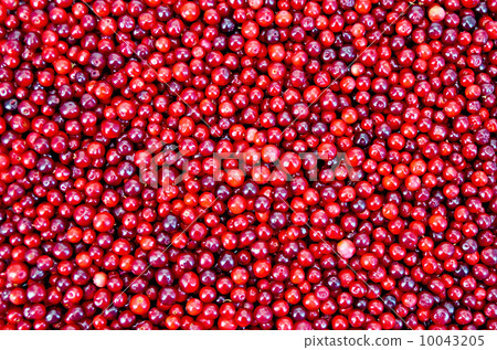 Lingonberry texture 10043205