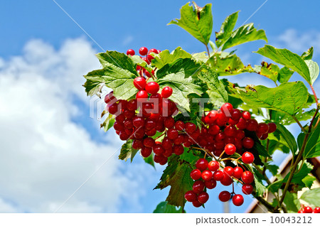 Viburnum ripe red on a branch 10043212